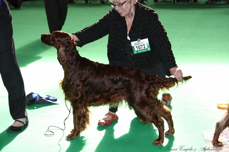 Crufts2011 804.jpg